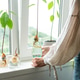 Home gardening concept. Unrecognisable woman holding retro jar with avocado plant growing in water. Home gardening concept. Unrecognisable woman holding retro jar with avocado plant growing in water. - PhotoDune Item for Sale