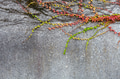 Grey wall covered with ivy or creeper plant in red green and yellow, copy space, horizontal Grey wall covered with ivy or creeper plant in red green and yellow, copy space, horizontal - PhotoDune Item for Sale