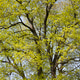 Beautiful maple tree in spring opening first bright yellowish green leaves Beautiful maple tree in spring opening first bright yellowish green leaves - PhotoDune Item for Sale