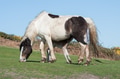 newborn foal feeding newborn foal feeding - PhotoDune Item for Sale