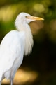 Portrait of a cattle egret. Close up view of a cattle egret Portrait of a cattle egret. Close up view of a cattle egret - PhotoDune Item for Sale