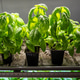 Genovese basil grow in pots on shelf under phyto lights, cultivated in greenhouse for sale and hobby Genovese basil grow in pots on shelf under phyto lights, cultivated in greenhouse for sale and hobby - PhotoDune Item for Sale