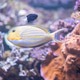 Cute exotic fish Acanthurus lineatus yellow inhabitant of the sea and corals in marine fauna Cute exotic fish Acanthurus lineatus yellow inhabitant of the sea and corals in marine fauna - PhotoDune Item for Sale