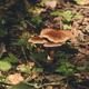 Brown mushrooms grow among green leaves on forest floor. Brown mushrooms grow among green leaves on forest floor. - PhotoDune Item for Sale