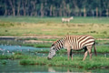 Zebra at watering place Zebra at watering place - PhotoDune Item for Sale