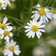 Chamomile Flower in Garden Chamomile Flower in Garden - PhotoDune Item for Sale