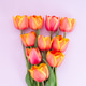 Vibrant tulip bouquet on light pink background Vibrant tulip bouquet on light pink background - PhotoDune Item for Sale