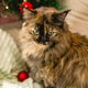 Tortoiseshell Maine Coon Cat with Christmas Tree. Festive Feline Portrait for Holiday Cheer. Tortoiseshell Maine Coon Cat with Christmas Tree. Festive Feline Portrait for Holiday Cheer. - PhotoDune Item for Sale