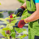 Gardener Tending to Rose Bush in Botanical Garden Gardener Tending to Rose Bush in Botanical Garden - PhotoDune Item for Sale