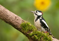 Adult male of the greater spotted woodpecker Adult male of the greater spotted woodpecker - PhotoDune Item for Sale