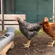 Two hens in a coop: barred rock and rhode island red chickens in farm setting Two hens in a coop: barred rock and rhode island red chickens in farm setting - PhotoDune Item for Sale