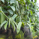 Vanilla Farming in Thailand with Green Vanilla Pods Growing on Vines Vanilla Farming in Thailand with Green Vanilla Pods Growing on Vines - PhotoDune Item for Sale