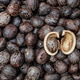 Para Rubber Tree Seeds (Hevea brasiliensis) Para Rubber Tree Seeds (Hevea brasiliensis) - PhotoDune Item for Sale