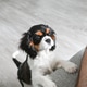 puppy cavalier Charles King spaniel reaches out to the owner for food puppy cavalier Charles King spaniel reaches out to the owner for food - PhotoDune Item for Sale