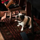 French bulldog under table waiting for treat during indoor gathering French bulldog under table waiting for treat during indoor gathering - PhotoDune Item for Sale