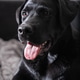 A close-up of the face of a happy black Labrador retriever A close-up of the face of a happy black Labrador retriever - PhotoDune Item for Sale