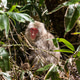 Closeup of red face Japanese macaque in kamikoch bushes in Japan Closeup of red face Japanese macaque in kamikoch bushes in Japan - PhotoDune Item for Sale