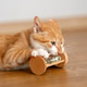 Ginger domestic kitten playing with hourglass. Ginger domestic kitten playing with hourglass. - PhotoDune Item for Sale