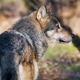 Profile portrait of a gray wolf standing alert in a natural forest environment Profile portrait of a gray wolf standing alert in a natural forest environment - PhotoDune Item for Sale