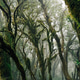 Mossy tropical forest in the mist. Mossy tropical forest in the mist. - PhotoDune Item for Sale
