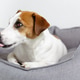 Close-up portrait of dog jack russell terrier licking nose, lying in pet bed. Close-up portrait of dog jack russell terrier licking nose, lying in pet bed. - PhotoDune Item for Sale