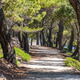 Trail passing through lush pine tree woods on sea shore Trail passing through lush pine tree woods on sea shore - PhotoDune Item for Sale