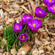 Purple crocus flowers bloom in spring in garden with brown mulch Purple crocus flowers bloom in spring in garden with brown mulch - PhotoDune Item for Sale