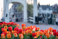View of 'De Magere Brug (translation: the Skinny Bridge) in Amsterdam with tulips in the foreground View of 'De Magere Brug (translation: the Skinny Bridge) in Amsterdam with tulips in the foreground - PhotoDune Item for Sale