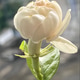 Single stalk of Jasmine flower Single stalk of Jasmine flower - PhotoDune Item for Sale
