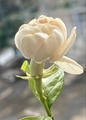 Single stalk of Jasmine flower Single stalk of Jasmine flower - PhotoDune Item for Sale