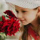 little girl sniffs a red rose little girl sniffs a red rose - PhotoDune Item for Sale