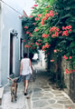 A women walking her dog in a cobblestone lane with coloured ivy flowing down street walls A women walking her dog in a cobblestone lane with coloured ivy flowing down street walls - PhotoDune Item for Sale
