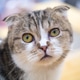 A wondering cat A wondering cat - PhotoDune Item for Sale