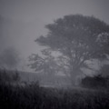 Black and white African landscape in rain, Tanzania, Africa Black and white African landscape in rain, Tanzania, Africa - PhotoDune Item for Sale