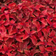 Bright red leaves of perennial plant coleus. colorful natural backgound Bright red leaves of perennial plant coleus. colorful natural backgound - PhotoDune Item for Sale