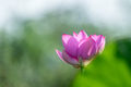 beautiful lotus flower closeup beautiful lotus flower closeup - PhotoDune Item for Sale