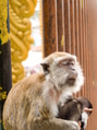 Macaque monkey in the batu caves of malaysia Macaque monkey in the batu caves of malaysia - PhotoDune Item for Sale