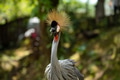 Grey crowned crane the national bird of Uganda. Grey crowned crane the national bird of Uganda. - PhotoDune Item for Sale