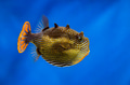 Diodon or Porcupinefishes. Balloonfishes in an aquarium. Diodon or Porcupinefishes. Balloonfishes in an aquarium. - PhotoDune Item for Sale