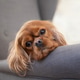Portrait of cavalier spaniel Portrait of cavalier spaniel - PhotoDune Item for Sale