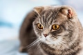 Grey British Shorthair cat portrait Grey British Shorthair cat portrait - PhotoDune Item for Sale