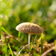 Wild mushroom with a striated cap stands in bright green grass Wild mushroom with a striated cap stands in bright green grass - PhotoDune Item for Sale