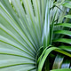 Closeup green palm frond as natural floral in naturw. Closeup green palm frond as natural floral in naturw. - PhotoDune Item for Sale