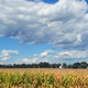 Midwest Cornfield and Clouds Midwest Cornfield and Clouds - PhotoDune Item for Sale
