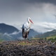 White stork standing on large nest in mountains White stork standing on large nest in mountains - PhotoDune Item for Sale