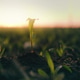 Young spring agricultural landscape of corn sprouts on field at golden sunset light Young spring agricultural landscape of corn sprouts on field at golden sunset light - PhotoDune Item for Sale