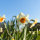 White daffodils with orange crowns grow in the city park. White daffodils with orange crowns grow in the city park. - PhotoDune Item for Sale