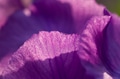 Close up of purple iris flower Close up of purple iris flower - PhotoDune Item for Sale