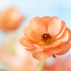 Single Orange Ranunculus flower Single Orange Ranunculus flower - PhotoDune Item for Sale