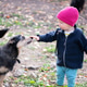 Toddler Gently Touching Dog During Early Bonding Moment Toddler Gently Touching Dog During Early Bonding Moment - PhotoDune Item for Sale
